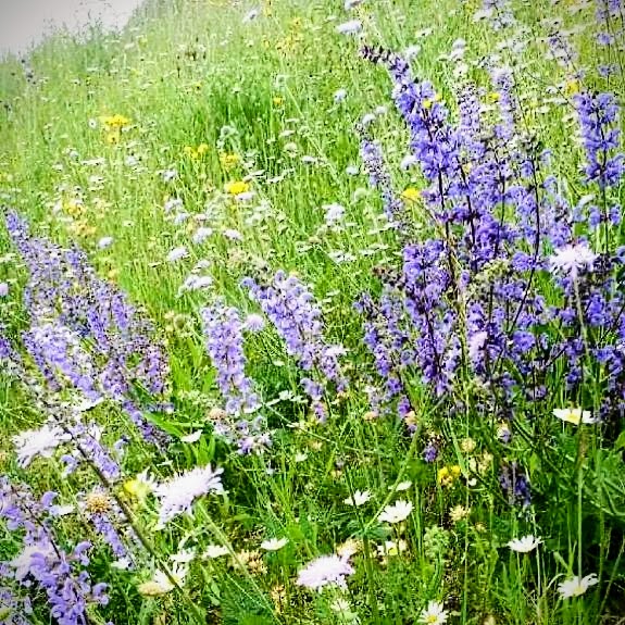 Blumenwiesen Im Heimischen Garten - Gartenbauschule Hünibach